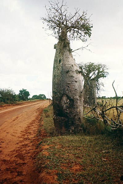 File:Madagascar74.036.jpg