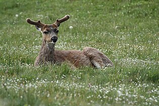 Male Odocoileus hemionus