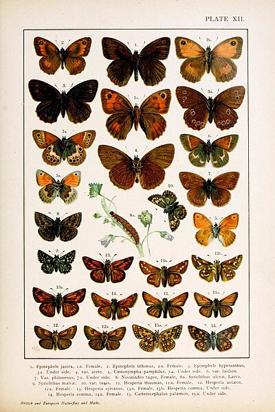 File:British and European Butterflies - 1895 (A.W Kappel and W. Egmont Kirby) (4351034479).jpg