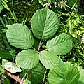 Rubus polyanthemus