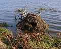 A Muskrat lodge