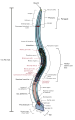 ◆2013/09-13 ◆Category File:C elegans male.svg uploaded by KDS444, nominated by KDS444