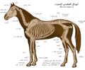 العربيَّة: رسم تشريحي للهيكل العظمي للحصان