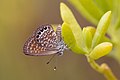 * Nomination File:Pygmy blue (Brephidium exilis thompsoni) World’s smallest butterfly --Charlesjsharp 16:07, 7 March 2020 (UTC) * Promotion  Support Nice image, and just enough depth of field. --Bobulous 20:09, 7 March 2020 (UTC)