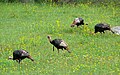 Wild Turkey males.