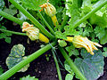 Flowering courgette