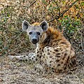 * Nomination Spotted hyena (Crocuta crocuta) sitting, Upper Lupande GMA, Zambia --Tagooty 00:42, 19 August 2023 (UTC) * Promotion Good quality. --Lorax 01:20, 19 August 2023 (UTC)