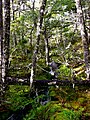 Bosques tierra del fuego