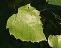 Leaf closeup