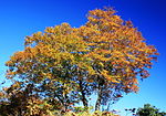 Autumn leaf color