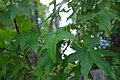 Leaves during Summer