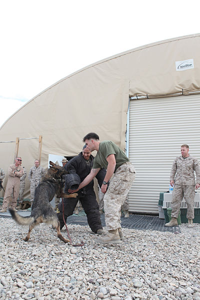 File:Military Working Dog Demonstration 121205-M-EF955-427.jpg