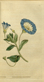 Convolvulus tricolor plate 27 in: The Botanical Magazine, vol. 1, (1787)
