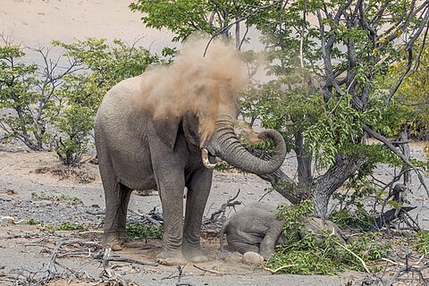 Desert elephant (Loxodonta africana) spraying sand on herself to keep cool while standing in the sun guarding her baby