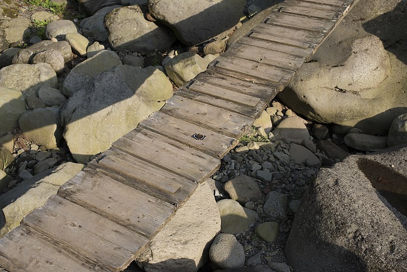 File:Beautiful Butterfly on the Sukumogawa river crossing (9412102518).jpg