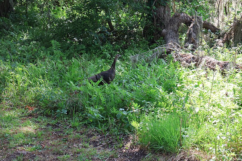 File:Eastern Wild Turkey with Her Chicks at Brookgreen Gardens 03.jpg