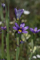 Sisyrinchium idahoense, detail