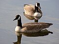 Pair of Canada geese