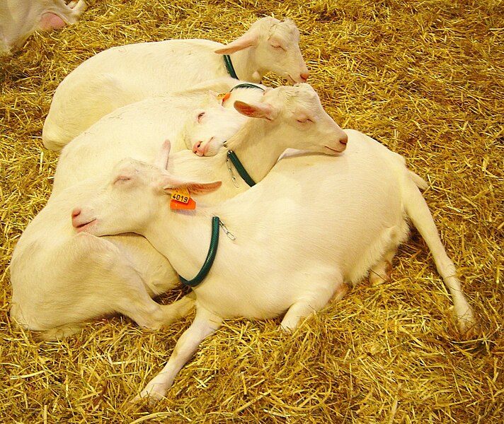 File:Goats sleeping DSC04008 crop.jpg