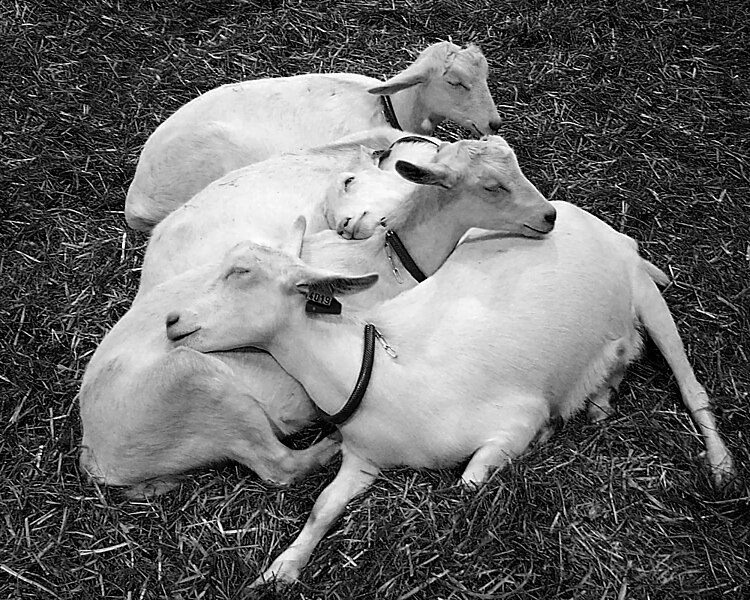 File:Goats sleeping DSC04008 crop bw.jpg