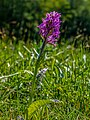 * Nomination Broad-leaved marsh orchid in the Schulterbach valley in the SteigerwaldThis image was uploaded as part of Wiki Loves Earth 2020. --Ermell 06:37, 13 June 2020 (UTC) * Promotion Another nice one. -- Ikan Kekek 07:13, 13 June 2020 (UTC)