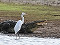 * Nomination Intermediate egret (Ardea intermedia) and Mugger crocodile (Crocodylus palustris), Kabini Reservoir, Nagarhole, Karnataka --Tagooty 03:44, 1 July 2022 (UTC) * Promotion  Support Good quality -- Johann Jaritz 04:14, 1 July 2022 (UTC)