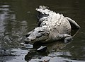 American crocodile, Cocodrilo Americano at La Manzanilla, Jalisco, Mexico