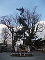 Takasago-no-matsu or pines of marriage in Aso Shrine 阿蘇神社境内の縁結びの松