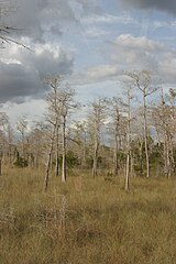 Trees in winter, Big Cypress National Preserve, Florida
