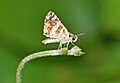 * Nomination Close wing Basking posture of Spialia galba (Fabricius, 1793) - Asian Grizzled Skipper --Sandipoutsider 09:13, 19 June 2024 (UTC) * Promotion  Support Good quality. --Sebring12Hrs 05:49, 21 June 2024 (UTC)