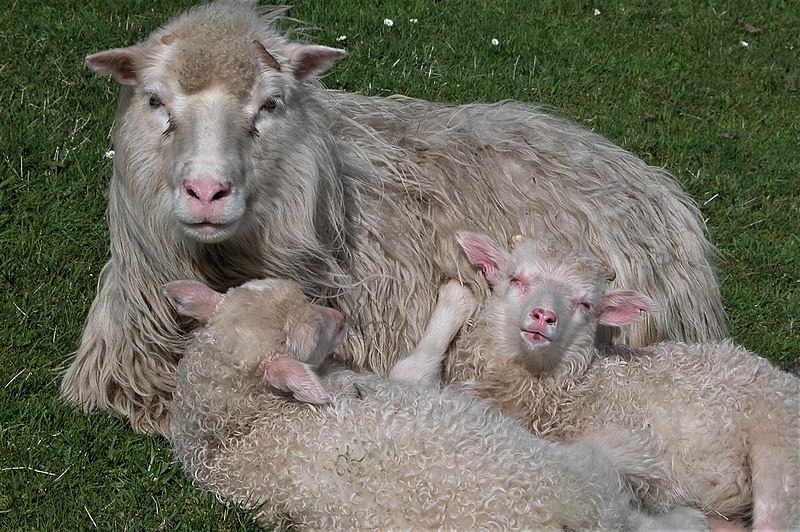 File:Faroese sheeps.1.jpg