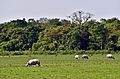 Assam rhinos gazing at Kaziranga National Park