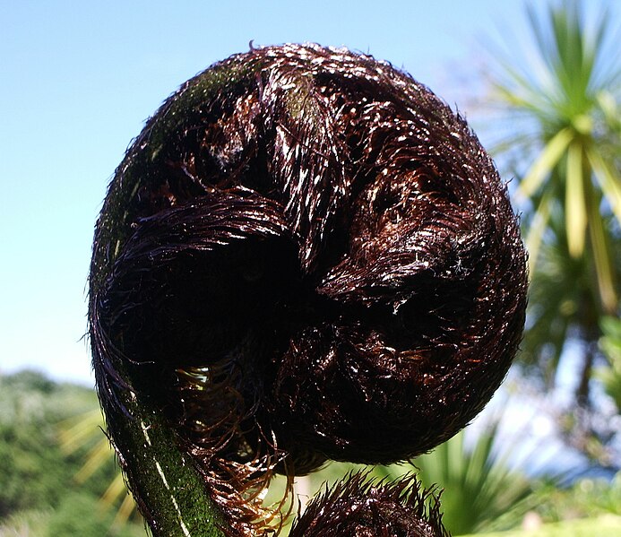 File:Closeup fiddlehead black tree fern.jpg