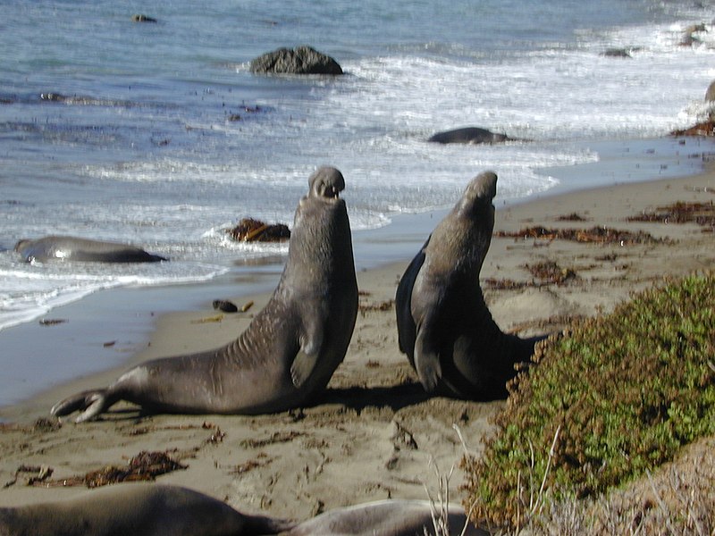 File:Elephant seal fight Part-1.jpg