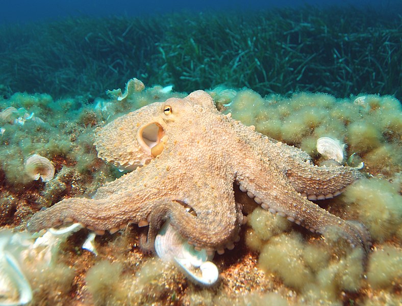 File:Octopus2.jpg