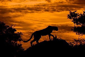 #10: เสือชีตาห์ (Acinonyx jubatus) ที่เป็นเงาดำกับดวงอาทิตย์ตกดินที่เสมือนดั่งเปลวไฟ ที่สันดอนโออากาวันโก ในประเทศบอตสวานา – การแสดงที่มา: Arturo de Frias Marques (CC BY-SA 4.0)