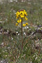 Erysimum arenicola