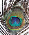 Feather of male Indian Peafowl