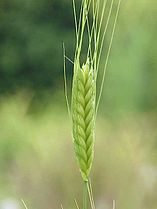 Triticum monococcum (Einkorn wheat)