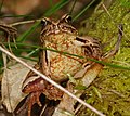 Grasfrosch - Rana temporaria, im Käfertaler Wald