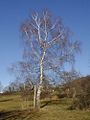 Tree in winter