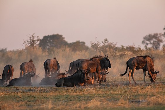 Blue wildebeests (Connochaetes taurinus), Okavango Delta