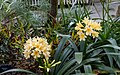 * Nomination 'Bush Lily', Clivia miniata, in the Temperate House, Kew Gardens --Mike Peel 02:43, 22 June 2024 (UTC) * Promotion  Support Good quality. --Екатерина Борисова 03:10, 22 June 2024 (UTC)