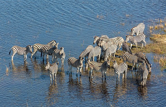 Burchell's zebras (Equus quagga burchellii), Okavango Delta