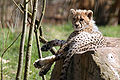 5. 5 months old cheetah kitten.