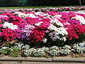 Flowers on the streets of Ra'anana