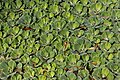 * Nomination Water Lettuce - pistia stratiotes - at Hijuela del Botanico, La Orotava --Mike Peel 15:53, 25 November 2023 (UTC) * Promotion  Support Good quality. --Plozessor 05:58, 26 November 2023 (UTC)