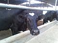 The cowshed in kibbutz Gezer, Israel.