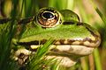Rana esculenta (Waterfrog)