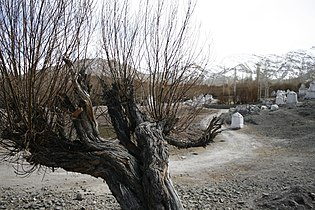 Leafless tree towards the end of the winter